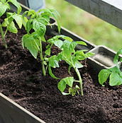 Growing Tomato Plants