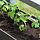Growing Tomato Plants