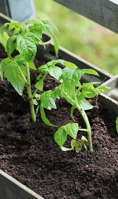 Potted Green Plants