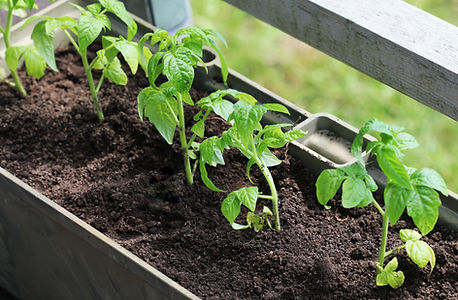 Growing Tomato Plants