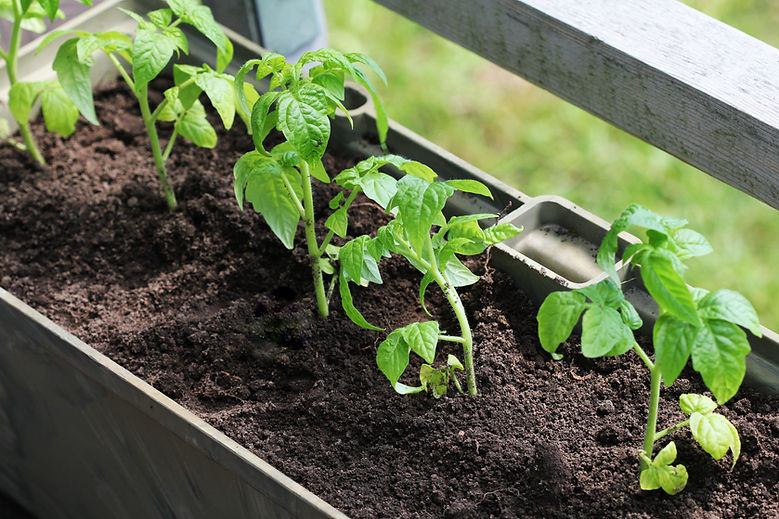 Potted Green Plants
