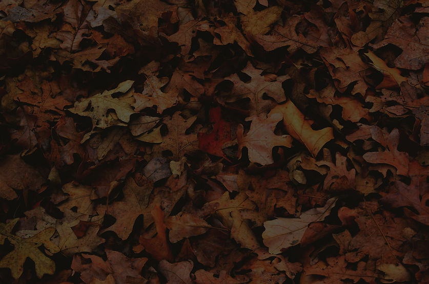 Autumn%20Foliage_edited.jpg