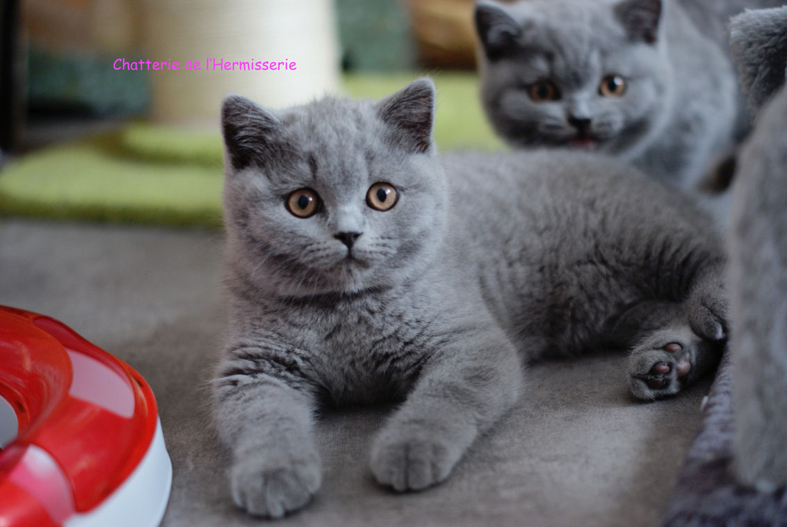 british shorthair male bleu haut rhin