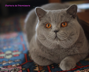 Zani Bear British Shorthair Mâle bleu
