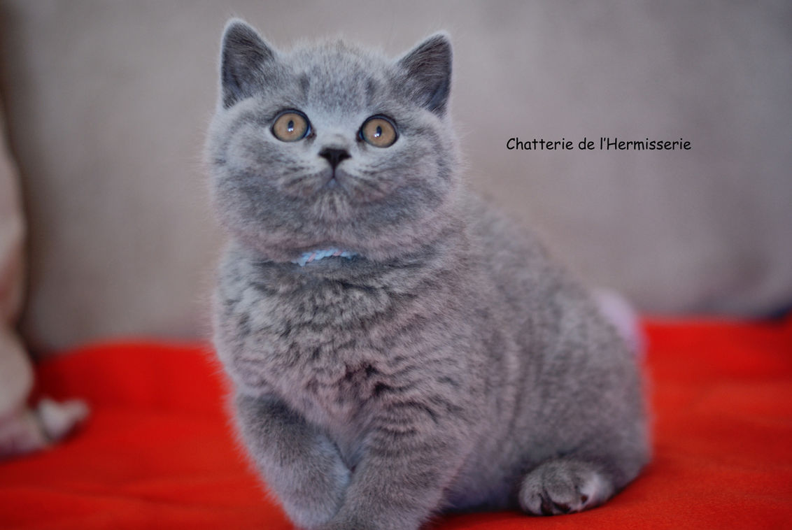 Atlas chaton british shorthair bleu 