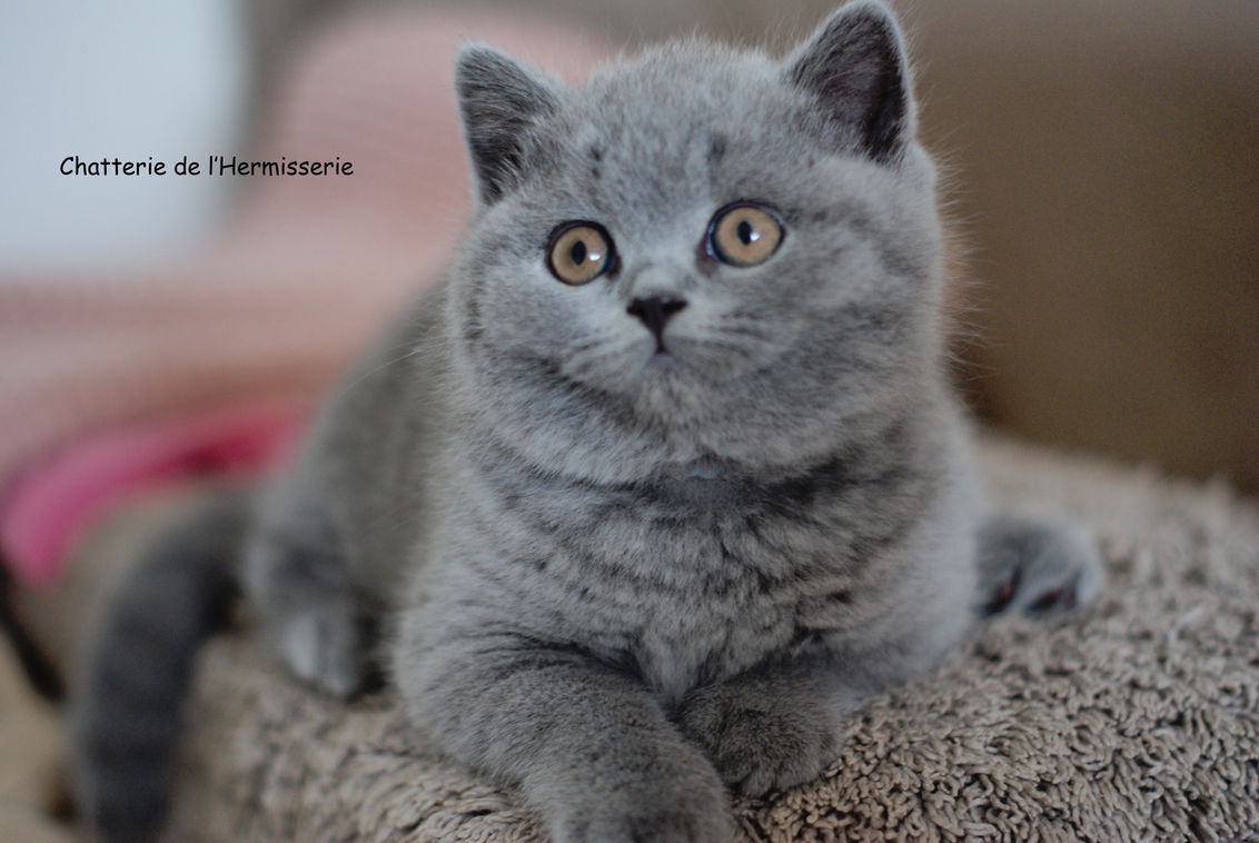 Atlas de l'Hermisserie Chaton mâle british shorthair bleu 