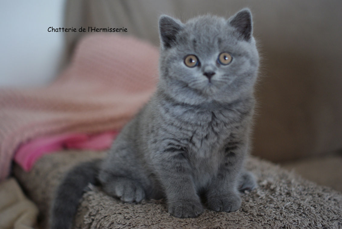 Atlas chaton british shorthair bleu