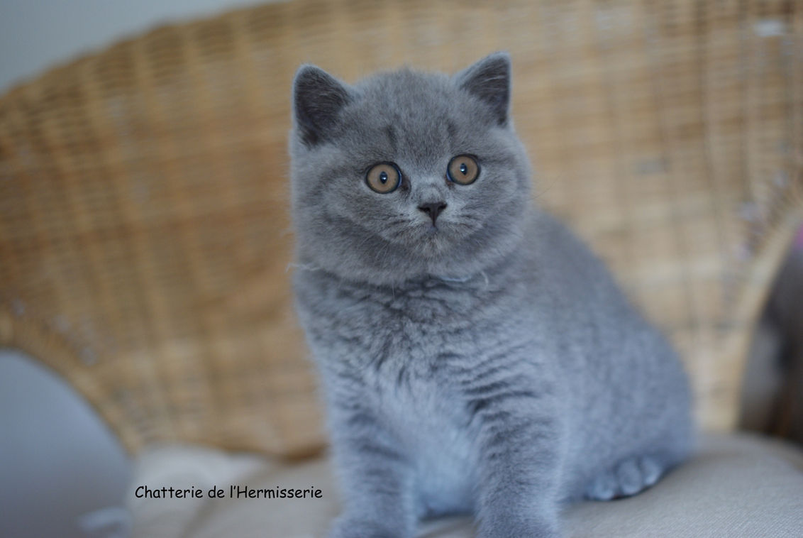 chaton british shorthair mâle bleu à réserver