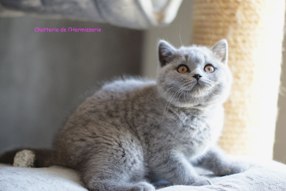 British shorthair mâle bleu cherche panier douillet