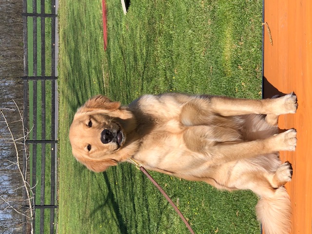 should i get a male or female rabbit