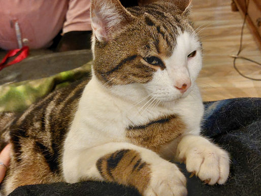 🐾 Chat perdu – Aidez-nous à retrouver Gypsi 🐾
