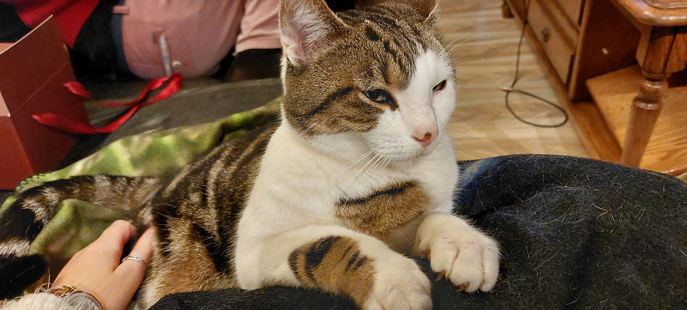 🐾 Chat perdu – Aidez-nous à retrouver Gypsi 🐾