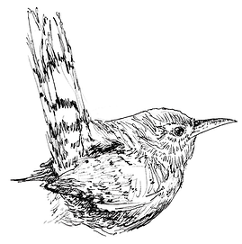 wren traditional.png