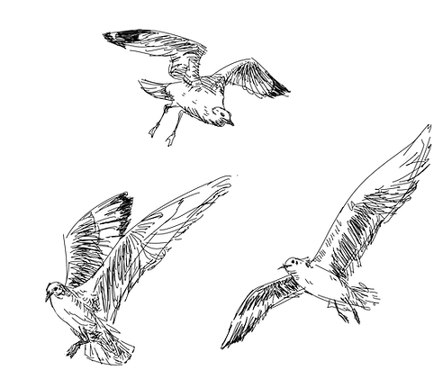 birds and girl.png