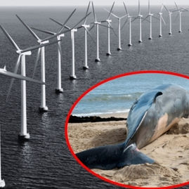 Offshore Wind is Killing Whales