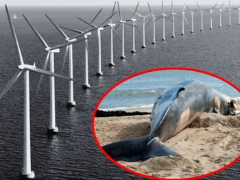 Offshore Wind is Killing Whales