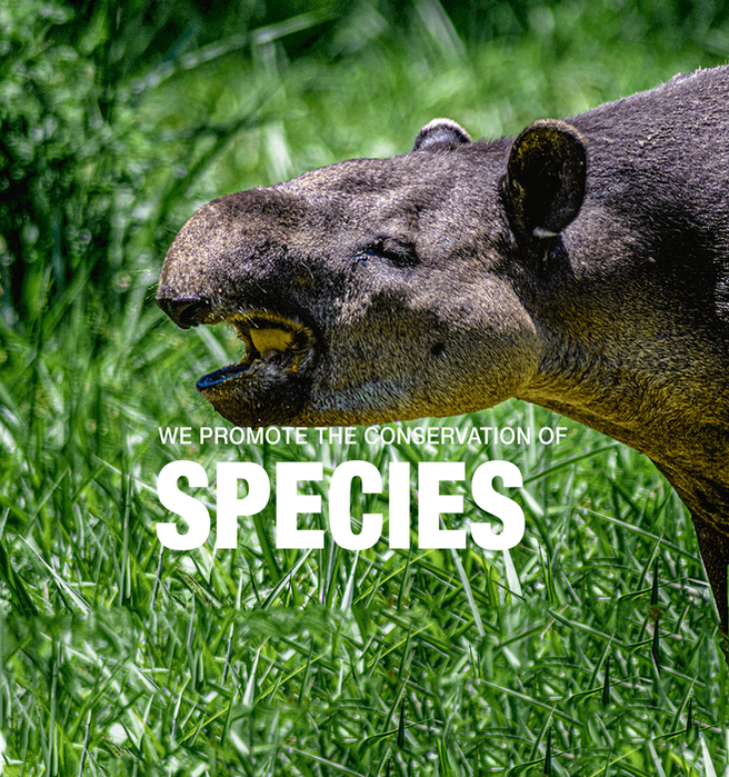 tapir.png