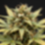 freepik__caamo-realista-closeup-of-hemp-plant-leaves-and-bu__896.png