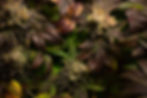 Trees-21.jpg