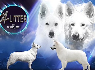NACO_A LITTER POSTER_MOUNTAINS.webp