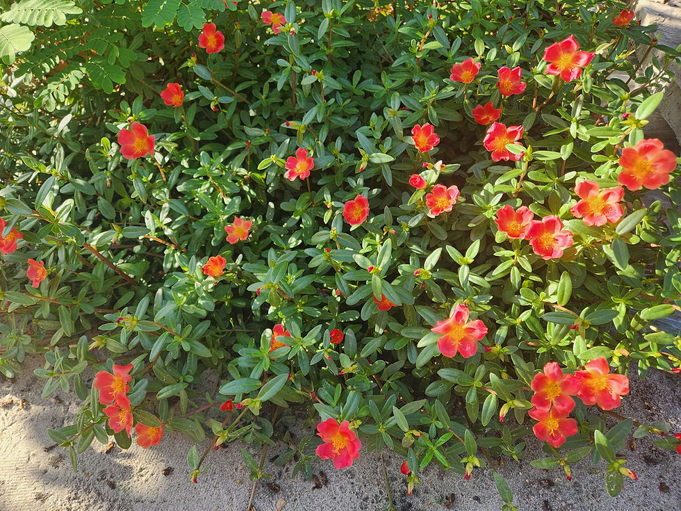 Janeiro de 2026 (resuminho)