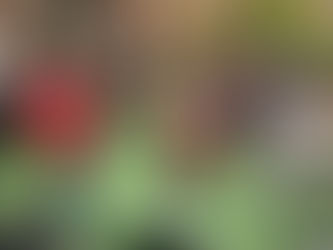 Remembering Ido Shefi...