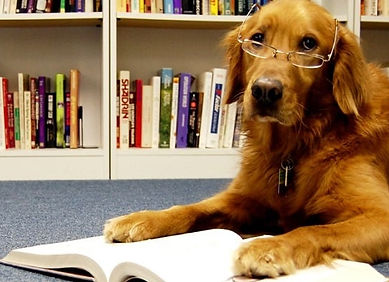 livros-sobre-cachorro.jpg