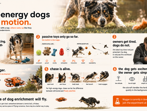 high-energy dogs need motion