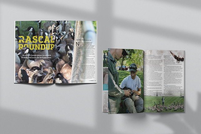 urban goose mockup.png