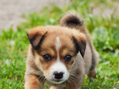 Socialisation du chiot : les 3 erreurs qui peuvent nuire à son développement (et comment bien faire)