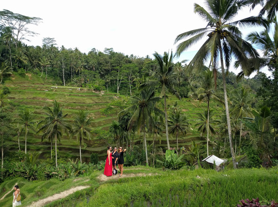 Ubud Rice Fields