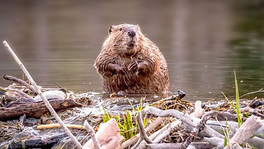 Beaver: BBC Science Focus Magazine