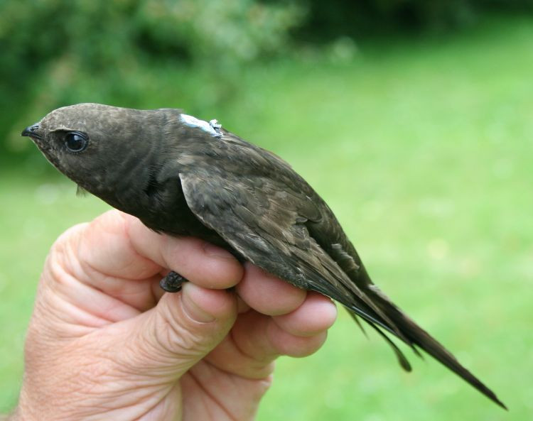 Swift in hand