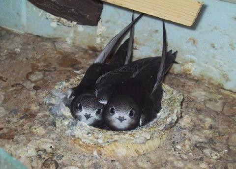 Swifts in nest
