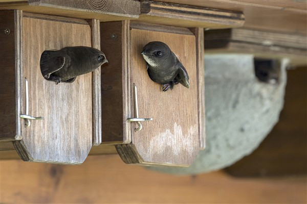 Swift nesting boxes