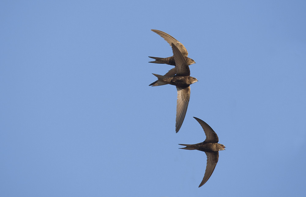 Group of swifts in flight