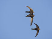 Species in the Spotlight: Swifts