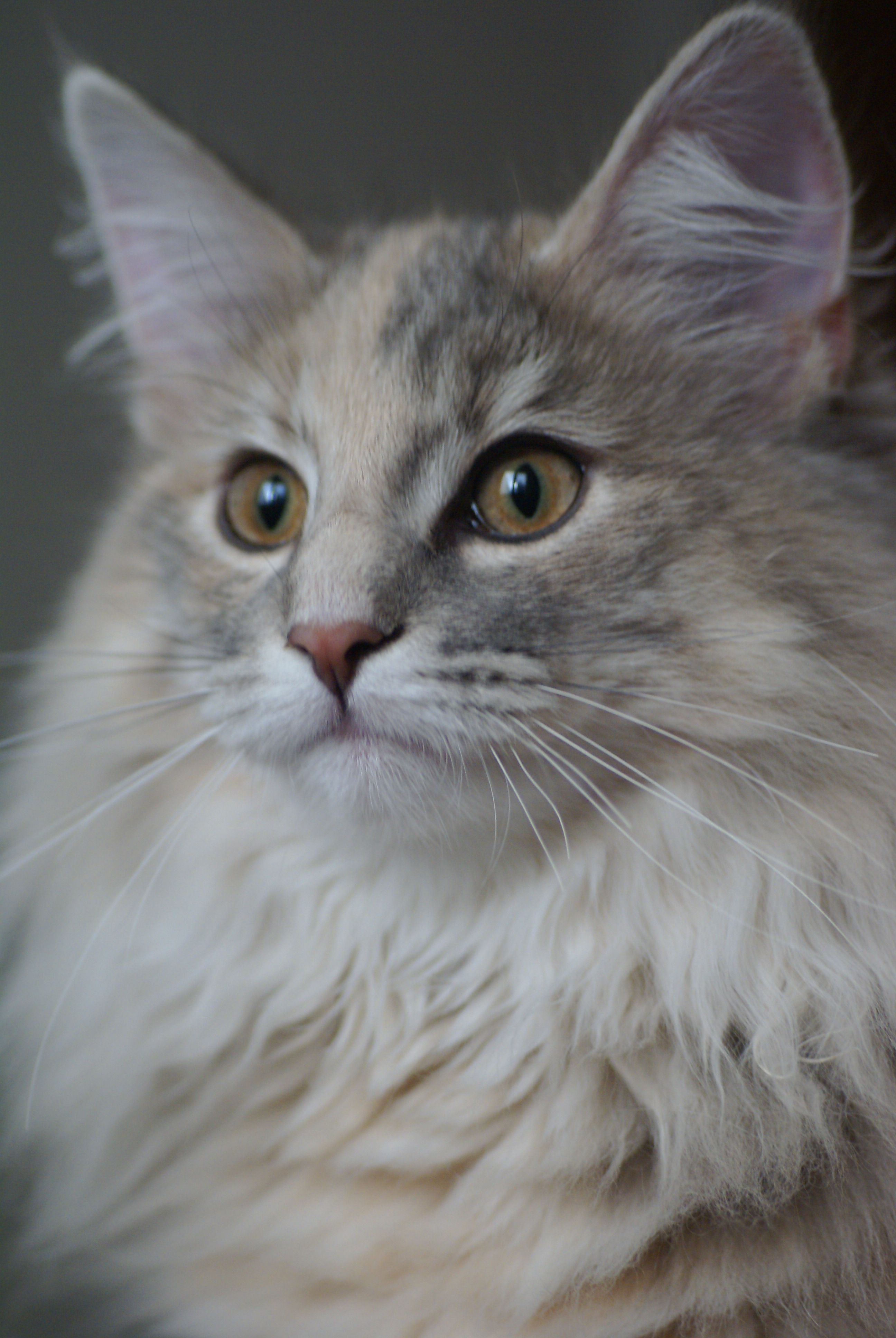 Nuvolenordiche Allevamento Cuccioli Gatto Norvegese Delle Foreste