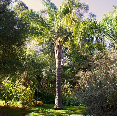 Garten hinten 5.jpg