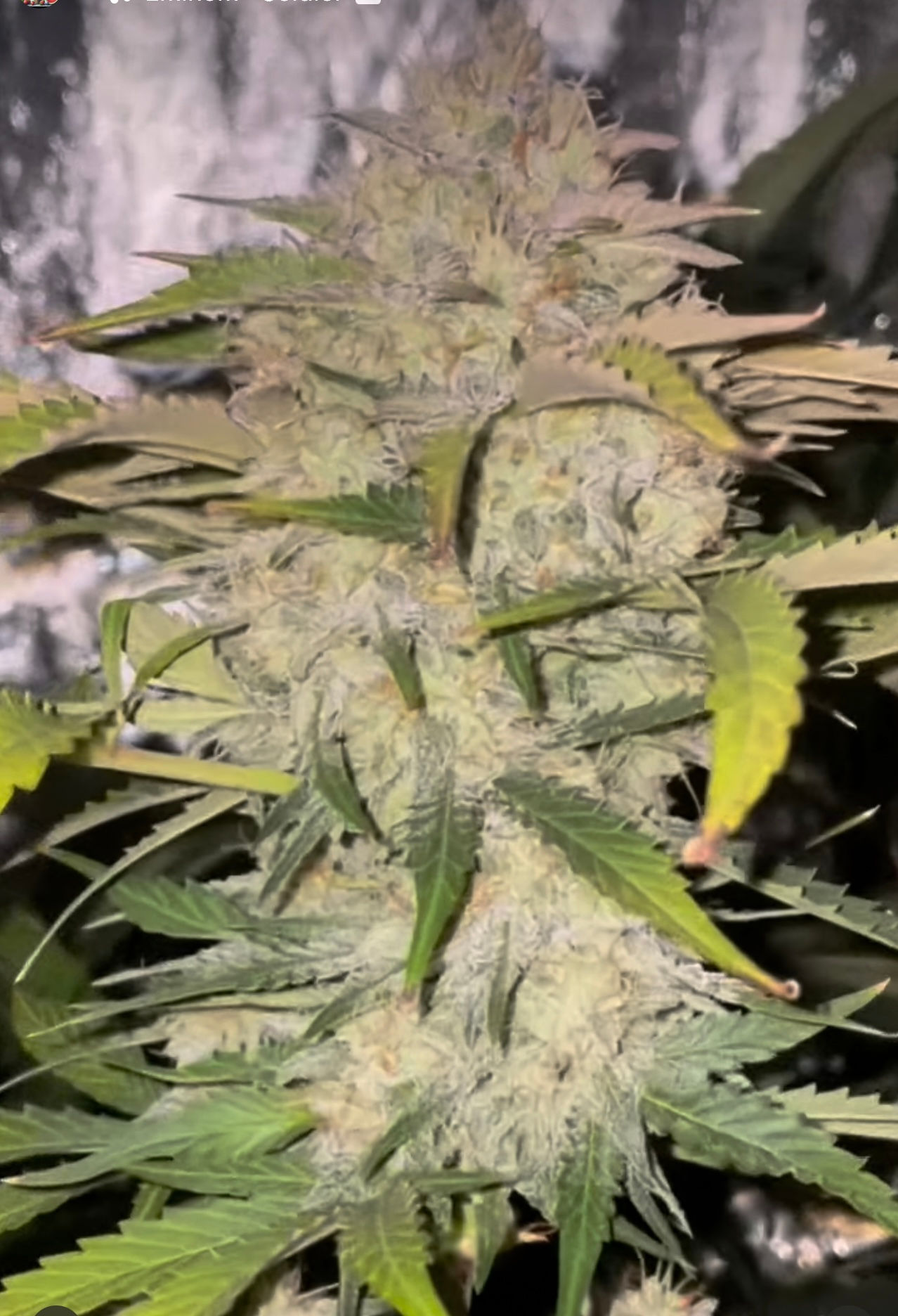 Auto Cherry Crumble (3)