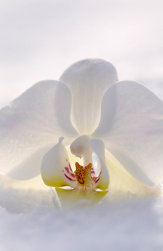 orchid-2952074.jpg
