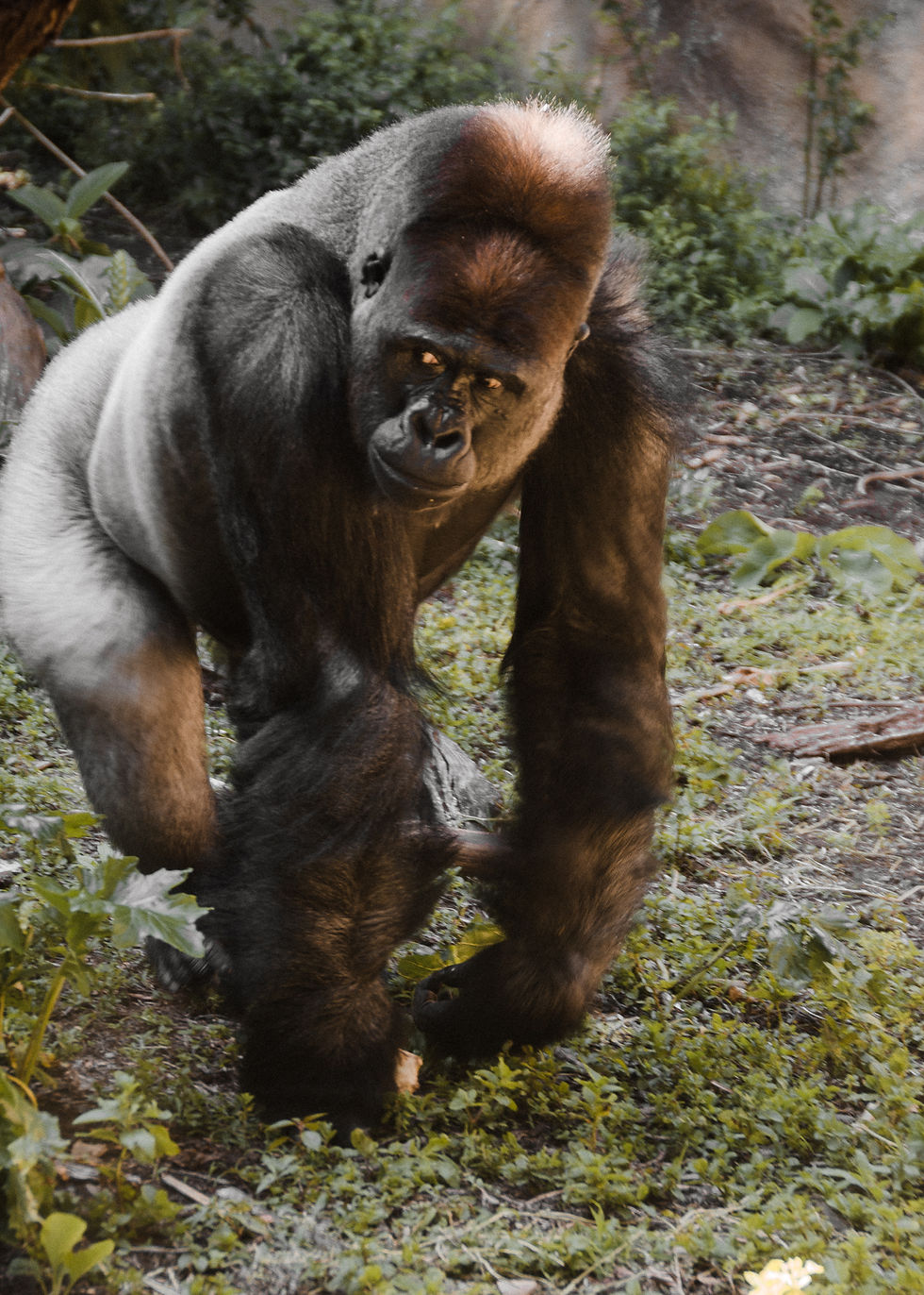 Gorilla in Taronga zoo