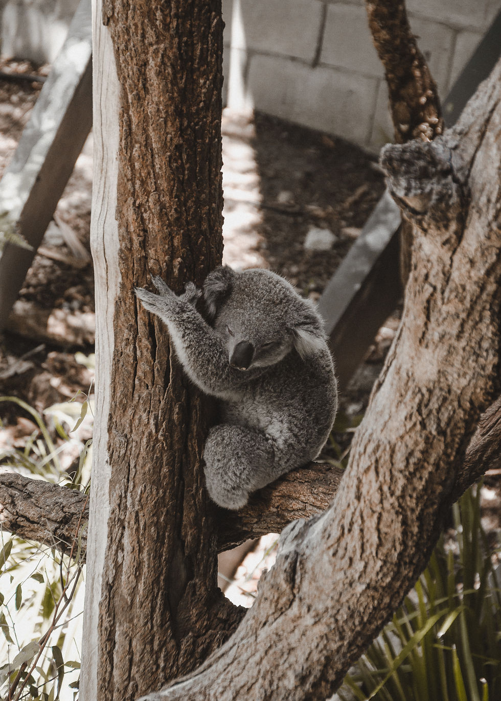 A sleeping little Koala