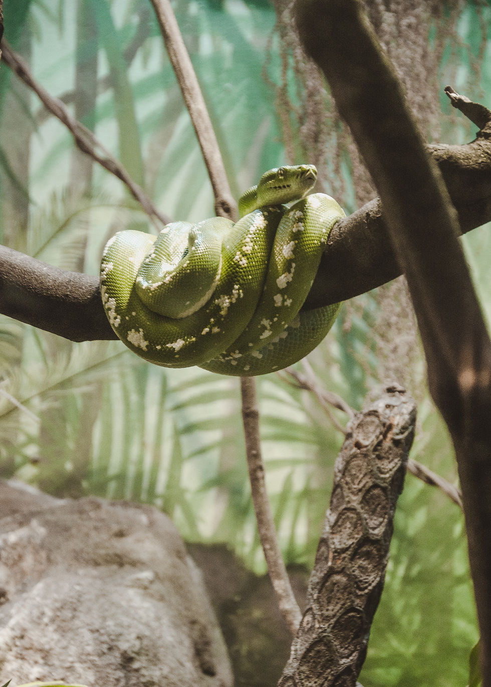 The Green Tree Python