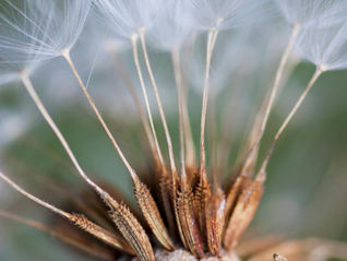 Ist das Leben immer Leicht wie eine Pusteblume?