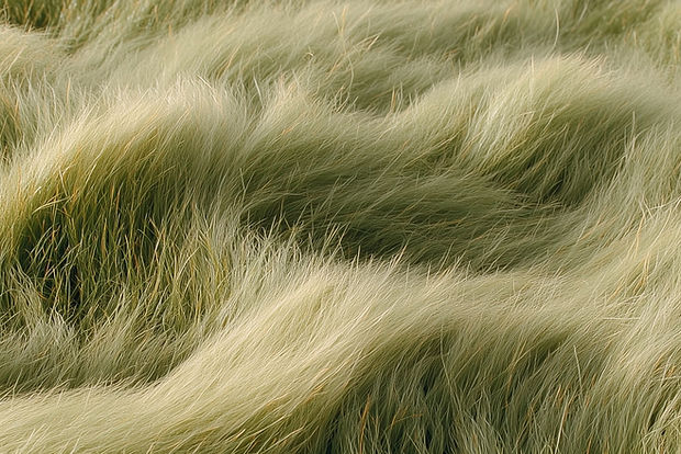 Nature (11)_edited.jpg