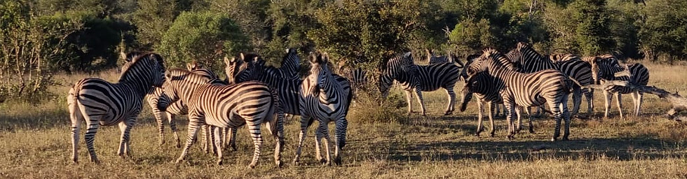 zebras.jpg