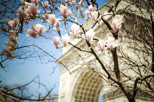 Tulip trees blooming in spring in Washington Sq_edited.jpg