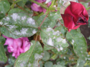 Common Rose Problems in Southern California: Diagnoses and Treatment