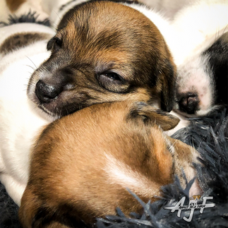 jack Russell pups